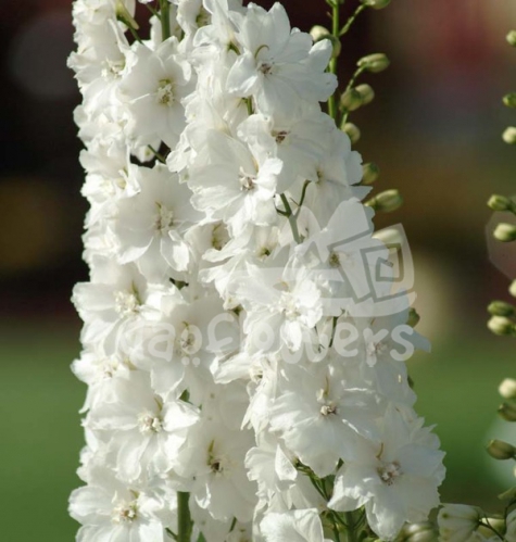 Guardian White