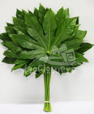 aralia leaves