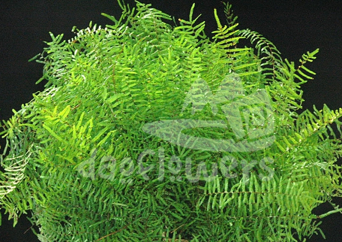 coral fern
