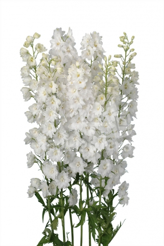 Triton white
