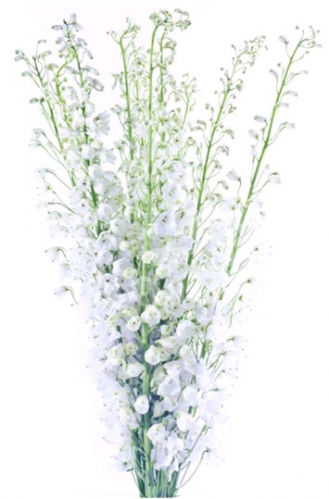 Hybrid White
